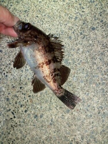 メバルの釣果