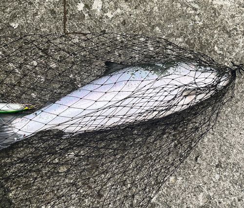 サクラマスの釣果