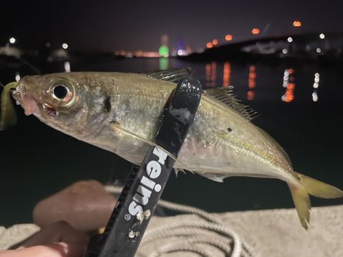 マアジの釣果
