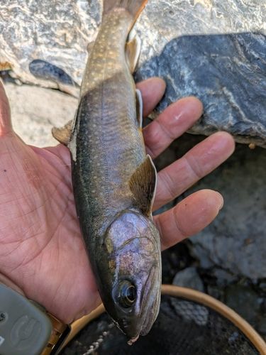 イワナの釣果