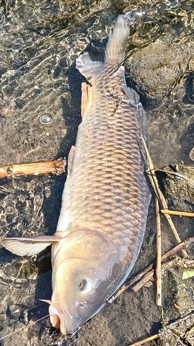 コイの釣果