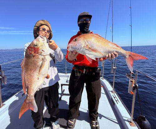 マダイの釣果