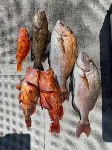 タイの釣果
