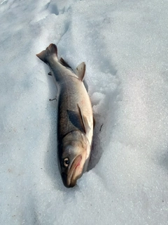 ニッコウイワナの釣果