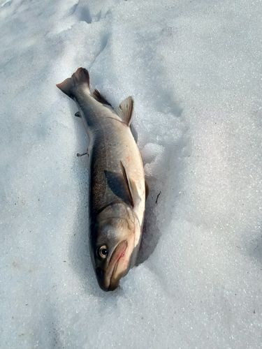 ニッコウイワナ