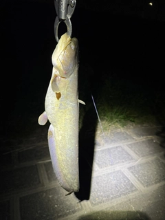 マナマズの釣果