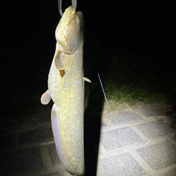 マナマズ