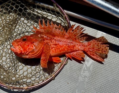 オニオコゼの釣果