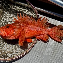 オニオコゼ