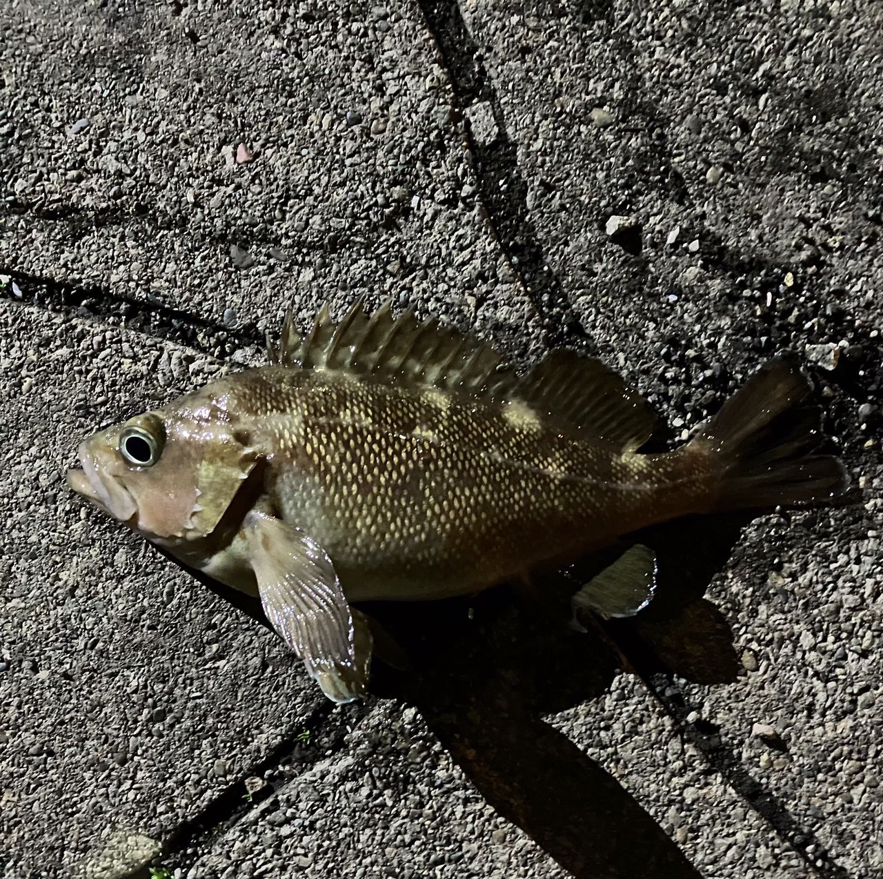 ガヤ