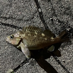 ガヤの釣果