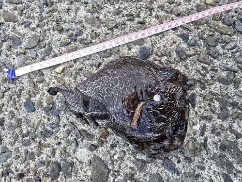 釣果