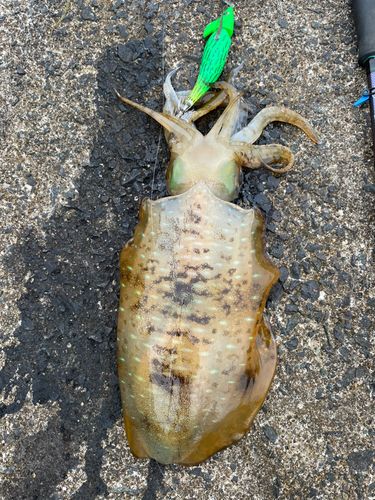 アオリイカの釣果
