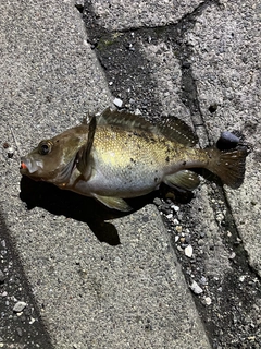 ガヤの釣果