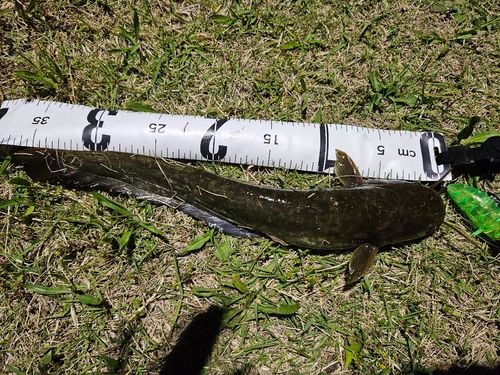 ナマズの釣果