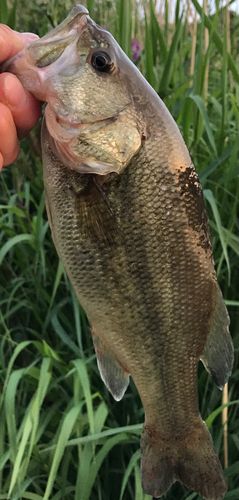 ラージマウスバスの釣果