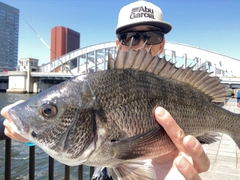チヌの釣果