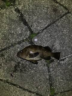 ガヤの釣果