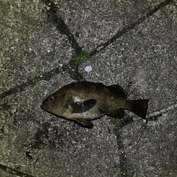 ガヤ