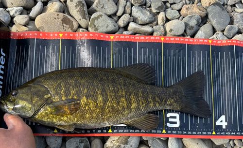 スモールマウスバスの釣果