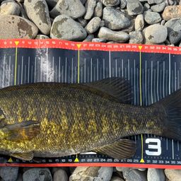 スモールマウスバス