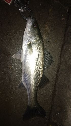 セイゴ（マルスズキ）の釣果