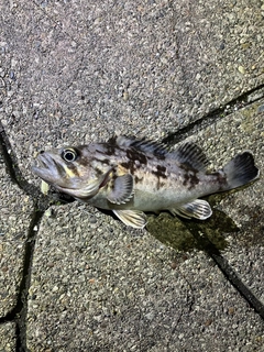 クロソイの釣果