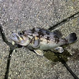クロソイ