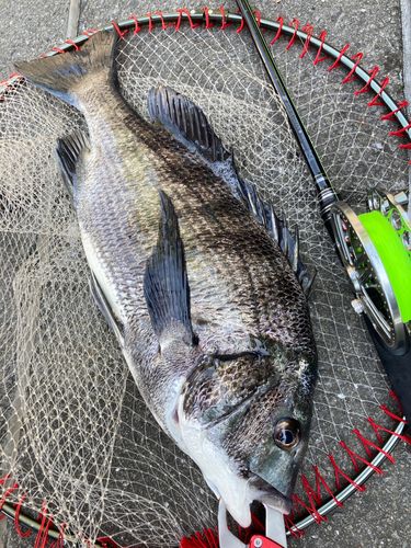 チヌの釣果