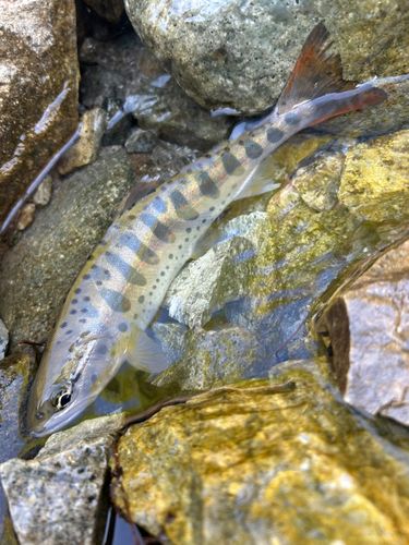 アマゴの釣果