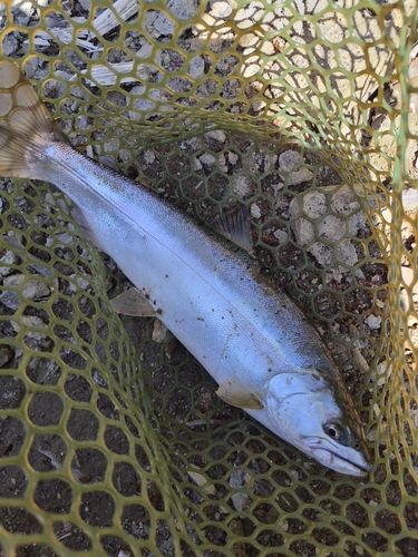 サクラマスの釣果