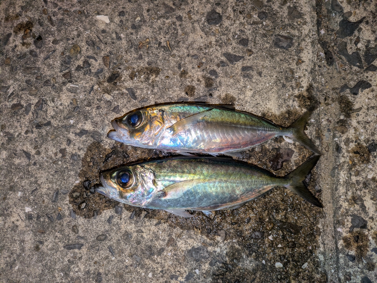 シマノ(SHIMANO) 18 ソアレ SS S76ML-S 388841｜アウトドア用品