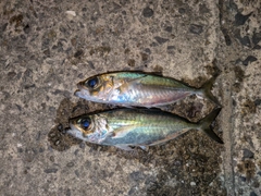 メアジの釣果