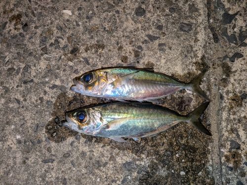 メアジの釣果