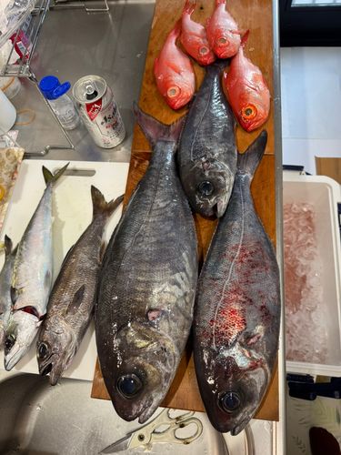 メダイの釣果