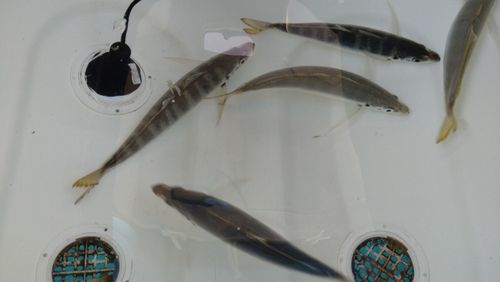 マルアジの釣果