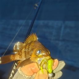 メバル