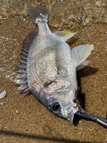 キビレの釣果