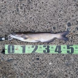 アメリカナマズ