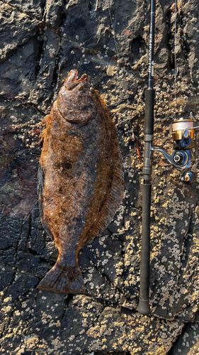 ヒラメの釣果