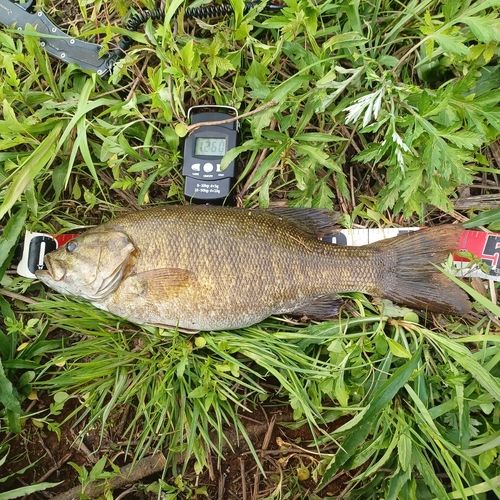 スモールマウスバスの釣果