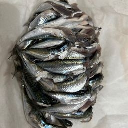 サバ