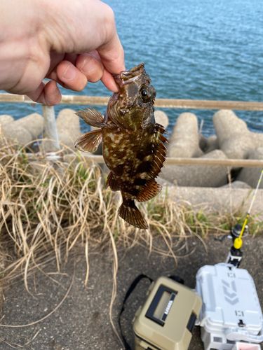 タケノコメバルの釣果