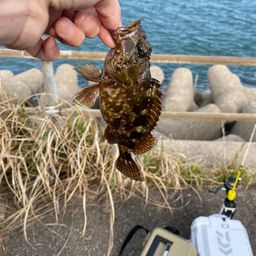 タケノコメバル