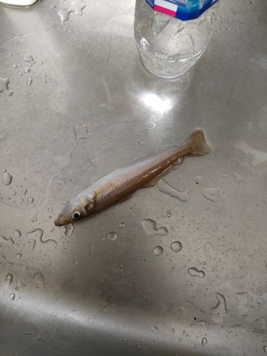 キスの釣果