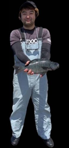 メジナの釣果