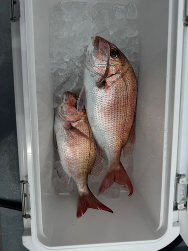 タイの釣果