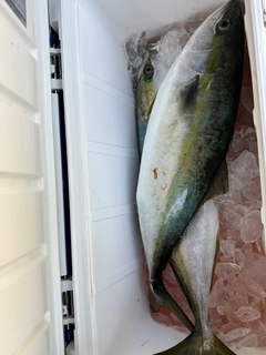ワラサの釣果