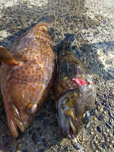 アコウの釣果