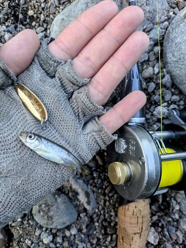 カワムツの釣果